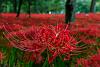     

:	20151201115506-2-bunga-higanbana-atau-red-spider-lily-003-tantri-setyorini.jpg
:	161
:	86.9 
:	11165