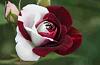     

:	ImageUploadedByمنتديات العاشق1399310447.892028.jpg
:	149
:	64.1 
:	6321
